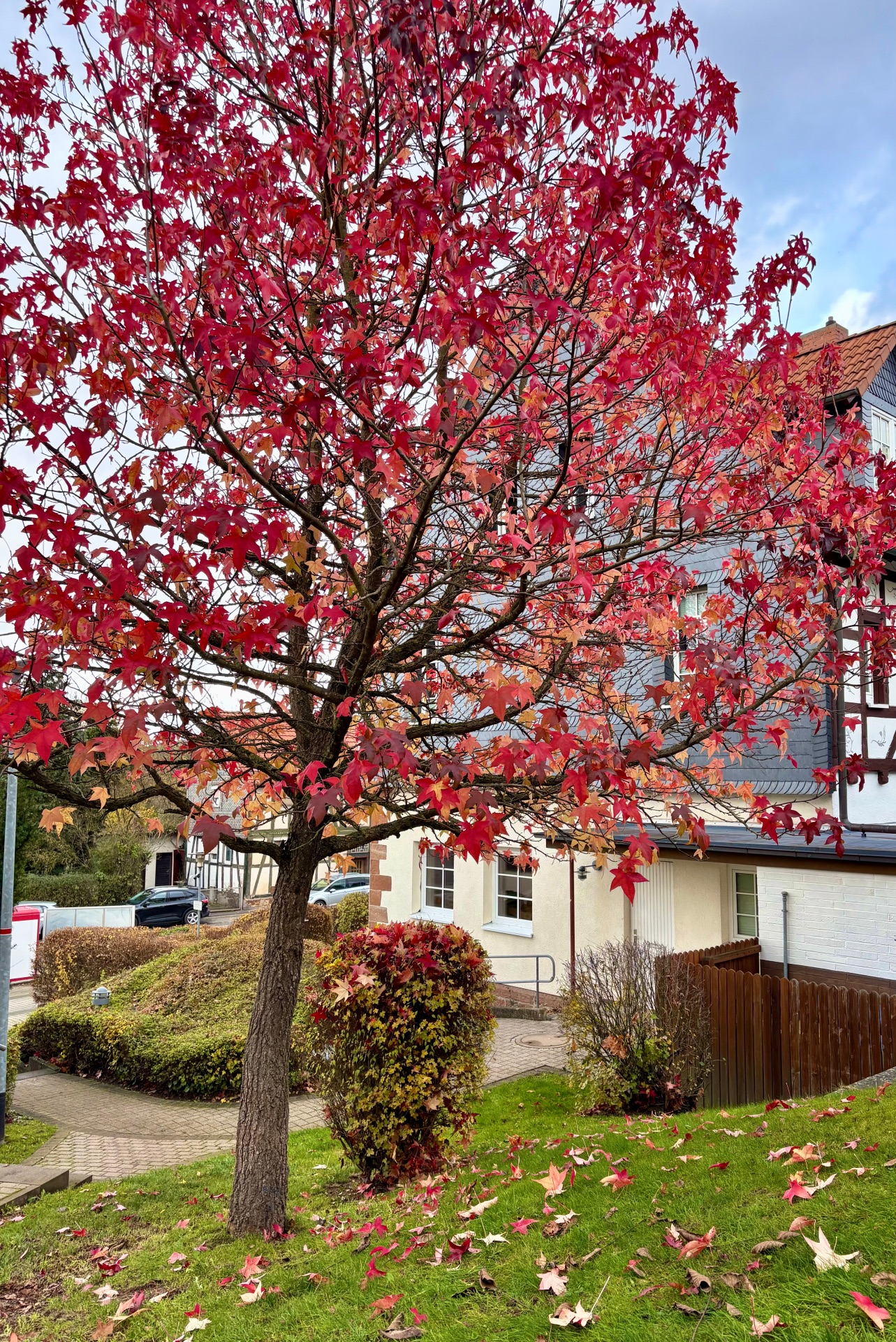 Ein Ahornbaum im Herbst beim Rathaus