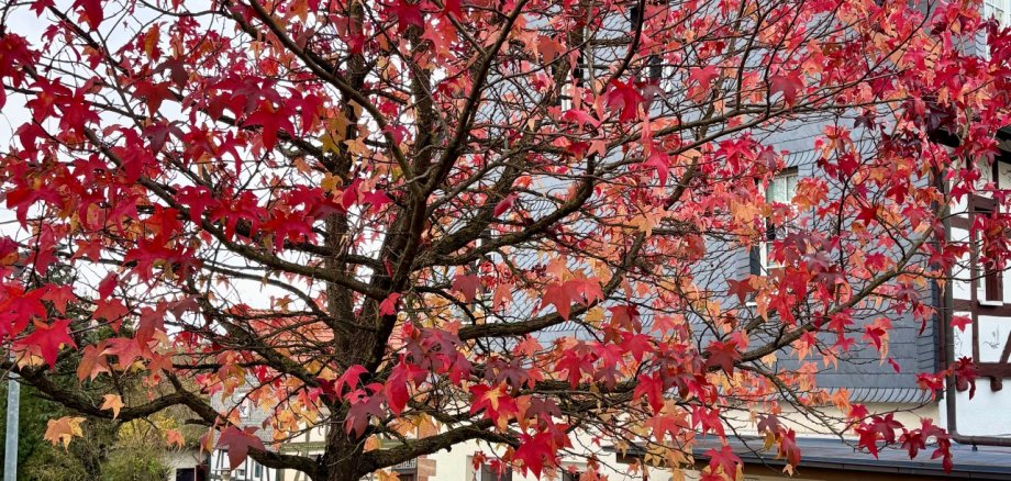 Ein Ahornbaum im Herbst beim Rathaus