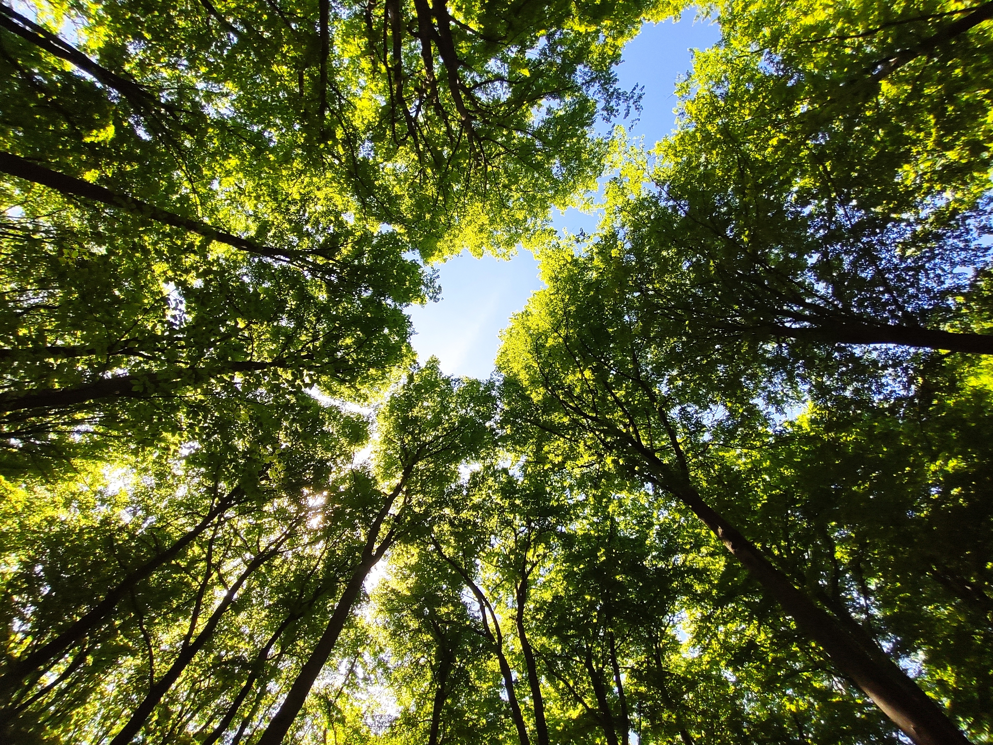 Blick durch Bäume in den Himmel 
