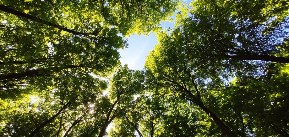 Blick durch Bäume in den Himmel 