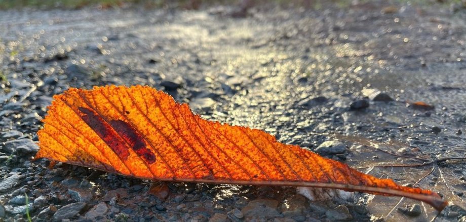 Orangefarbenes Blatt auf dem Boden