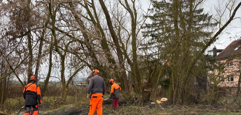 Fällarbeiten in Untersimtshausen